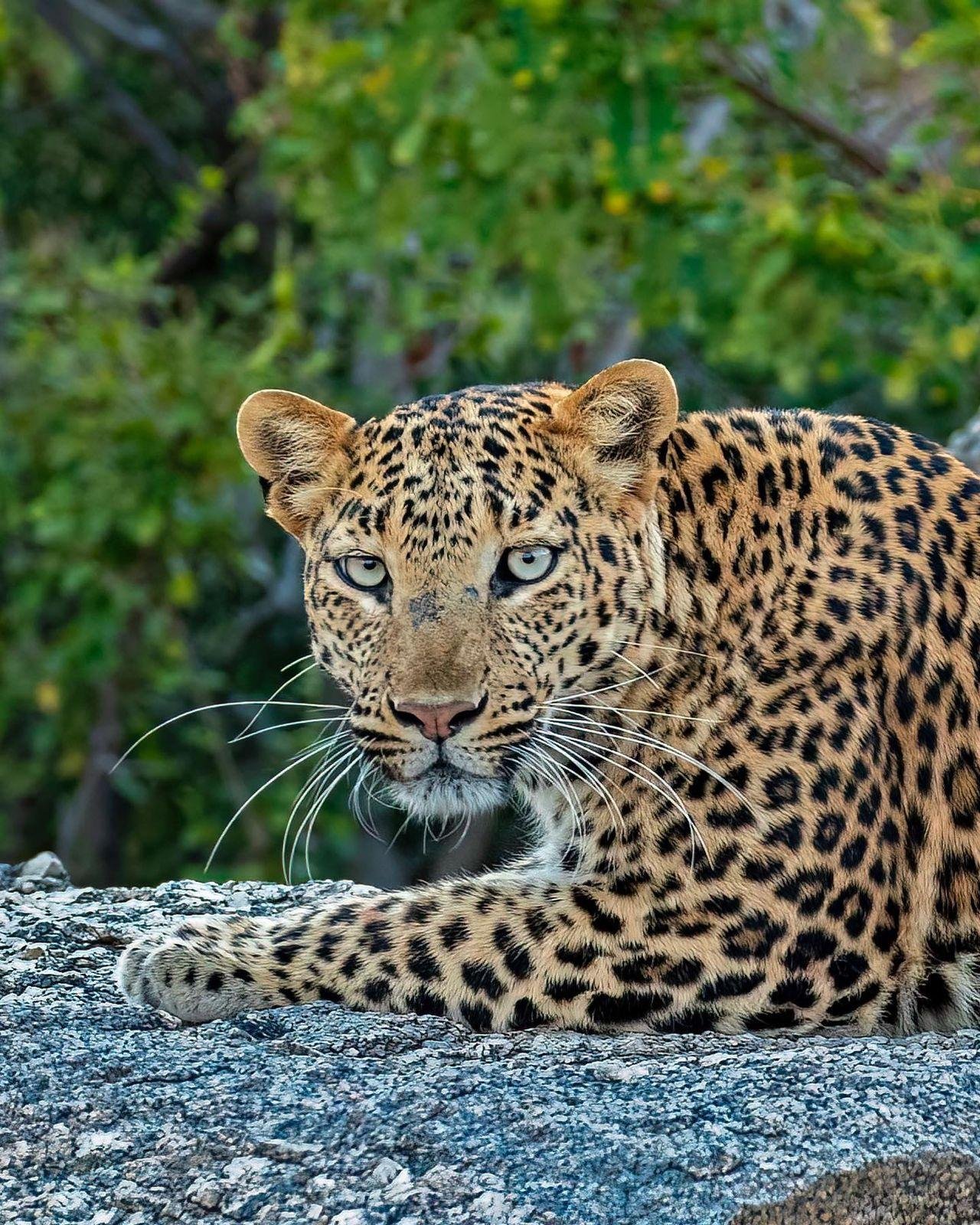Jawai wildlife conservation and Rabari tribe coexistence