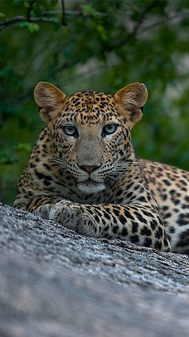 Leopard Silence Trail™