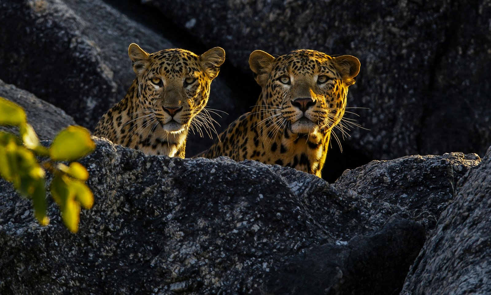 Powerful adult leopard in Jawai wilderness