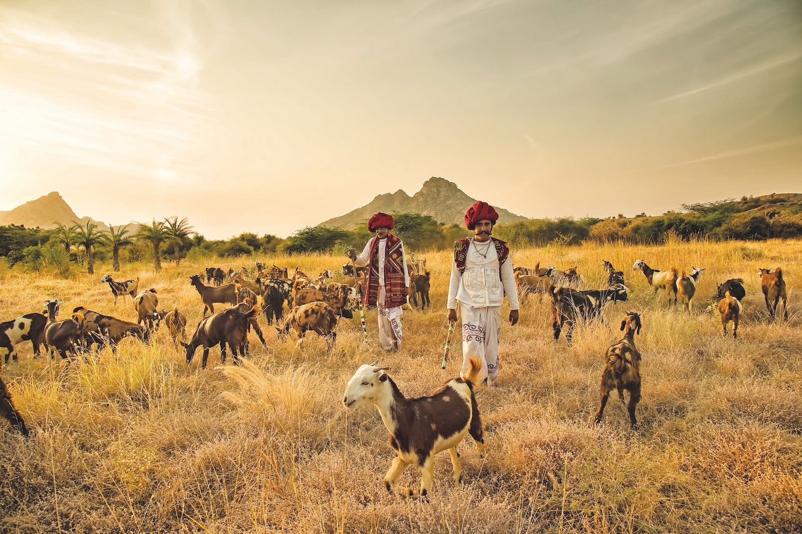 Rabari shepherds with traditional dress and goat herd in Jawai hills landscape