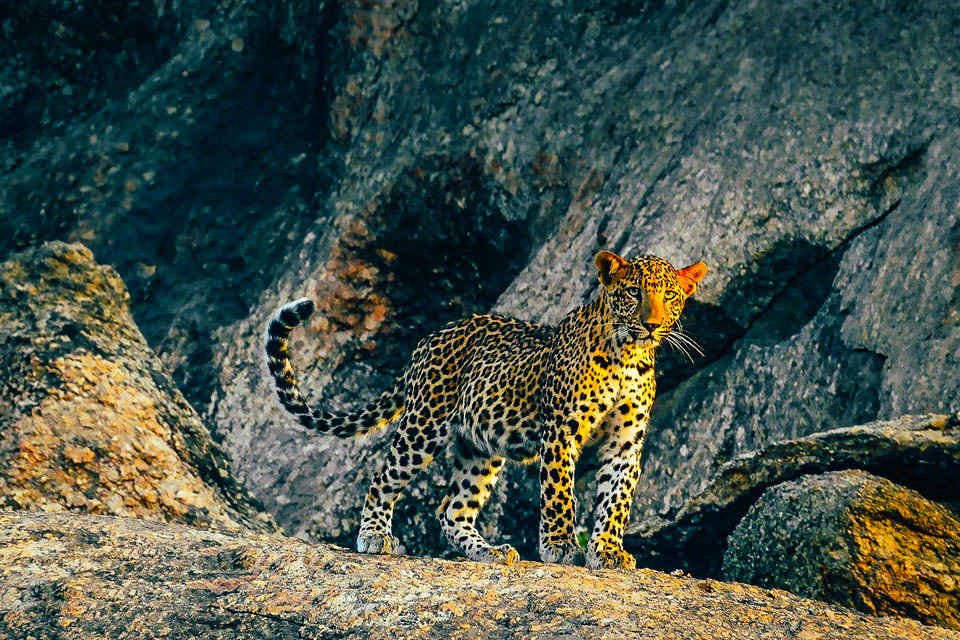 Leopard standing on granite rocks in Jawai, Rajasthan