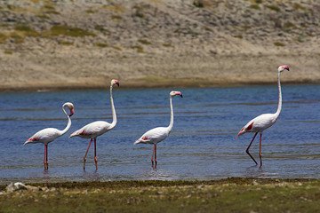Greater flamingos at Jawai reservoir