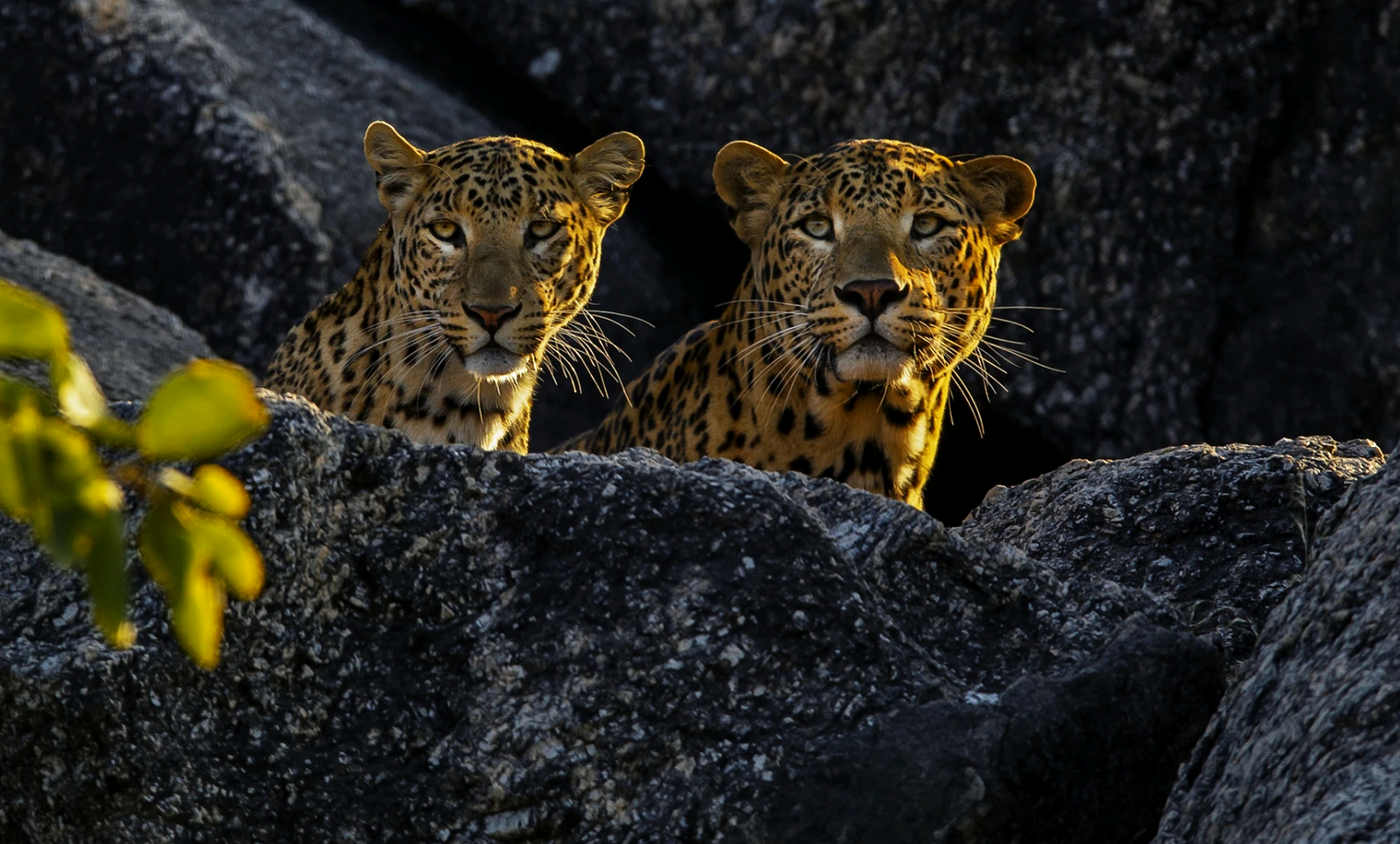 Two leopards on Jawai granite at dawn