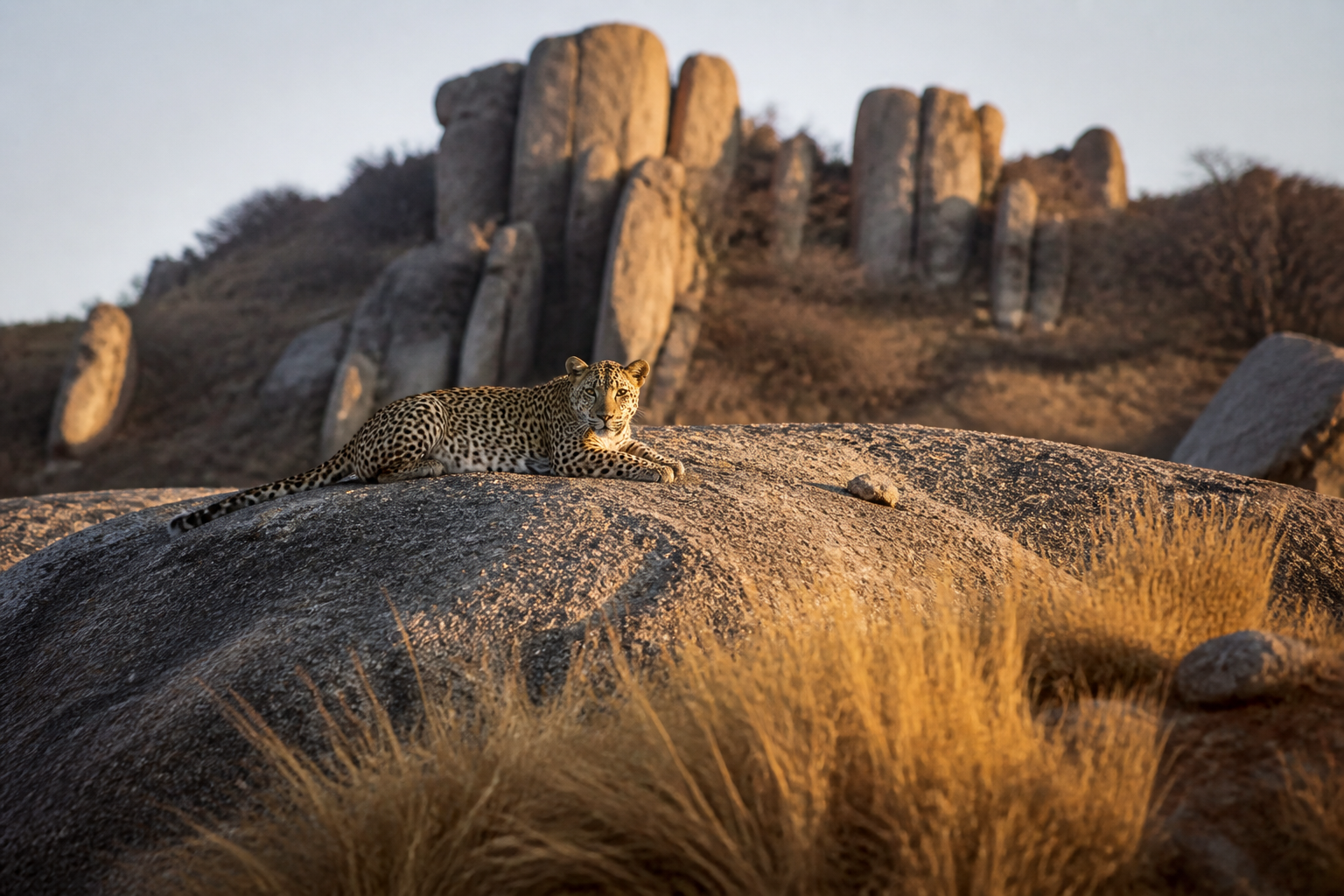 Leopard on granite hills during a Jawai safari in Rajasthan