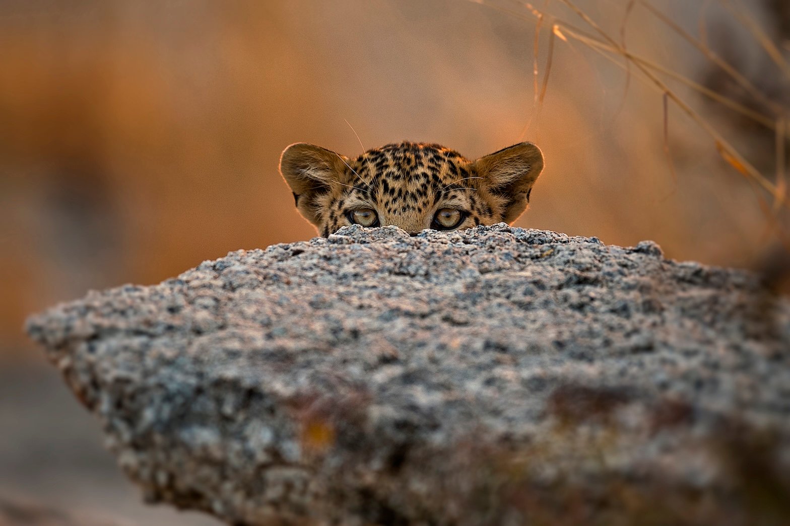 Leopard peeking over granite rock in Jawai wilderness