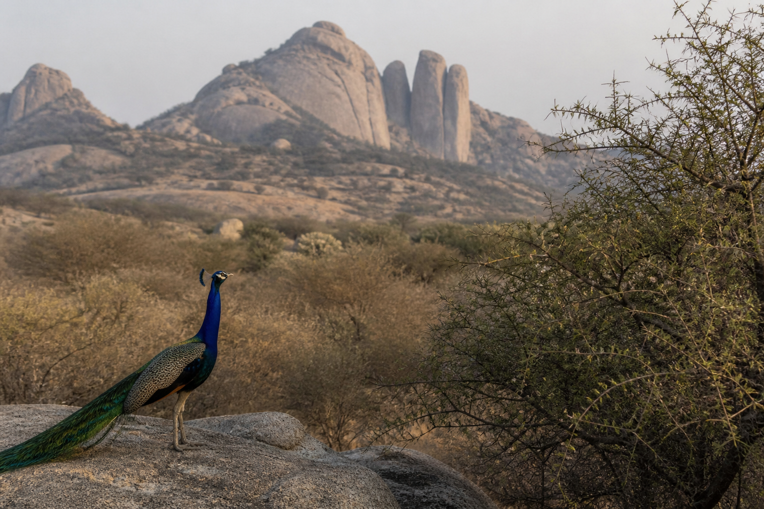Jawai Wildlife